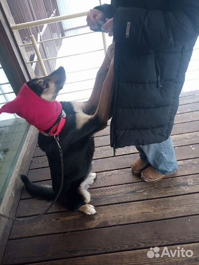 Собачка в добрые руки