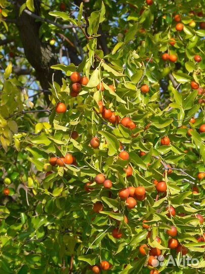 Саженцы Унаби