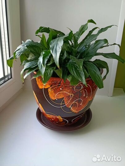 Спатифиллум с горшком