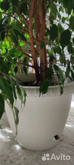Фикус бенджамина большой
