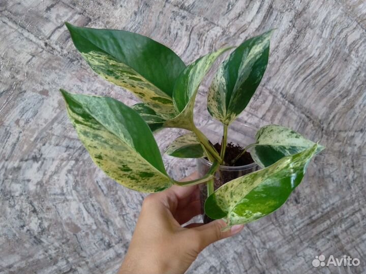 Сциндапсус Марбл куин