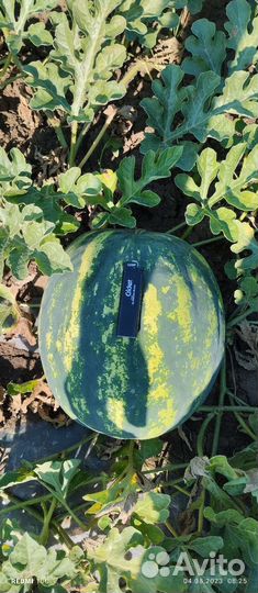 Арбуз бонта