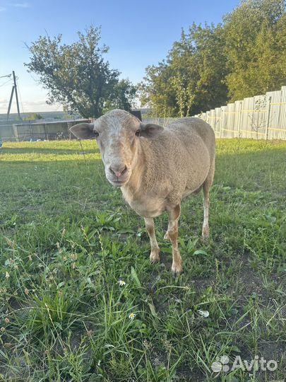 Баран на племя