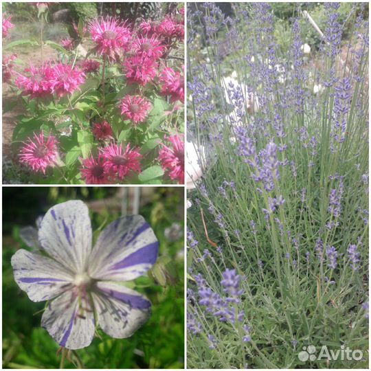 Растения для сада