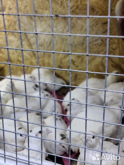 Перепела техасцы, яйцо инкубационное и пищевое