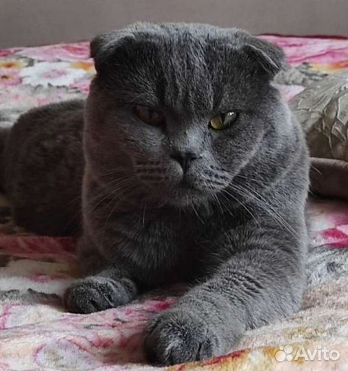 Кот на вязку, Шотландский фолд, опытный