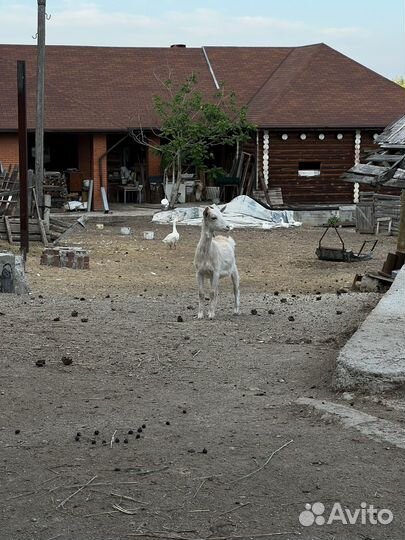 Коза