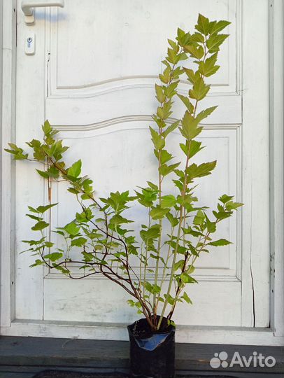 Пузыреплодник, саженцы