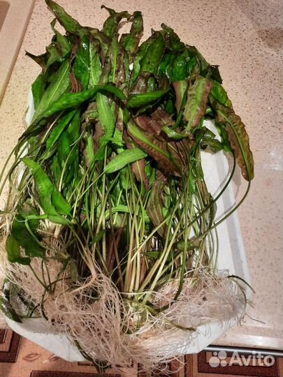 Аквариумные растения прополка