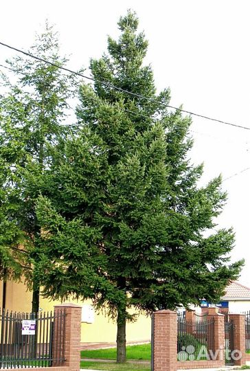 Псевдотсуга Ель Дугласа (хвойное растение )