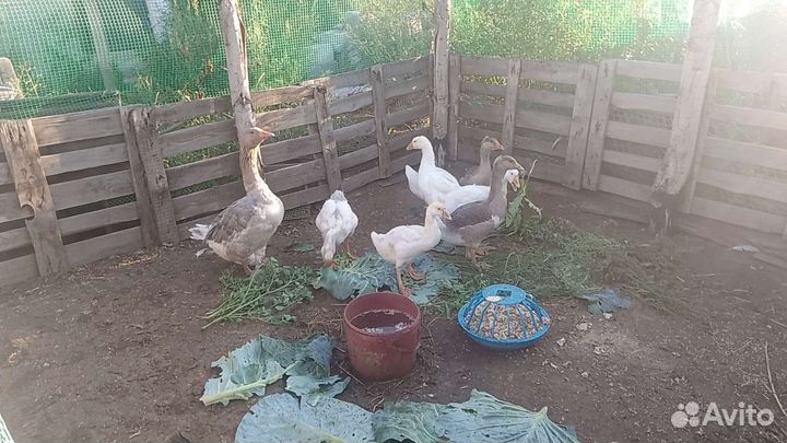 Куры орпингтон,гусята, индоутята,цесарята,индюшата