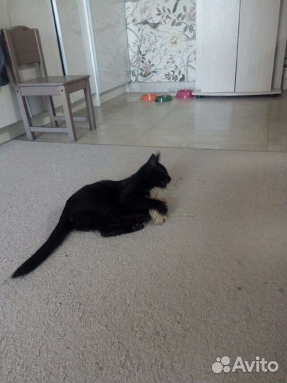 Отдам бесплатно котенка в хорошие руки