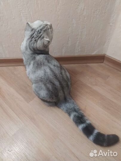 Продаётся котенок