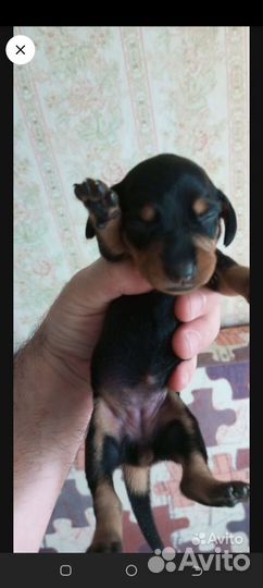 Щенок такса девочка