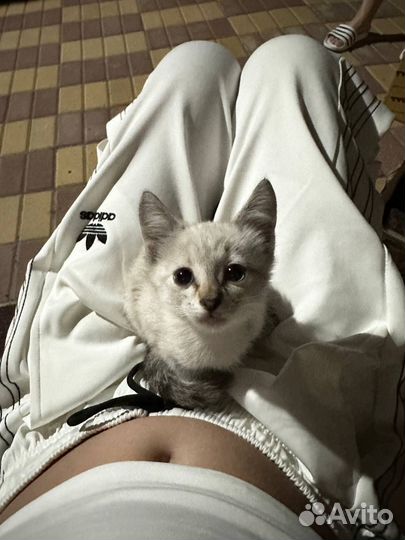 Котенок в добрые руки