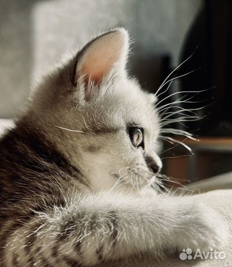 Шотландский котёнок прямоухий