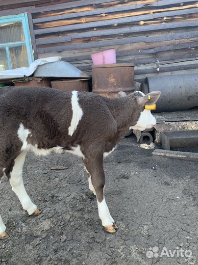 Телка и бык