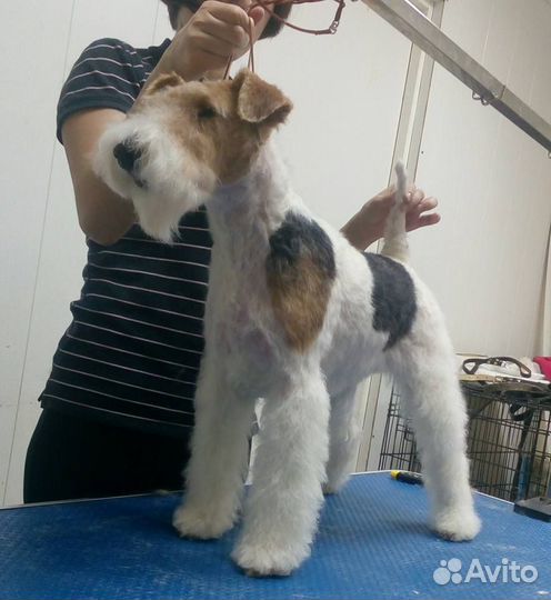 Стрижка собак, кошек, экспресслинька Юго-Западный