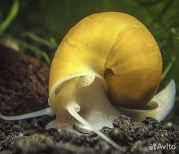 Аквариумные ампулярии