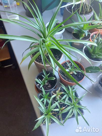 Домашние растения цветы