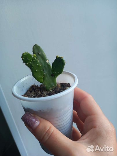 Кактус опунция