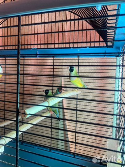 Амадины Гульда