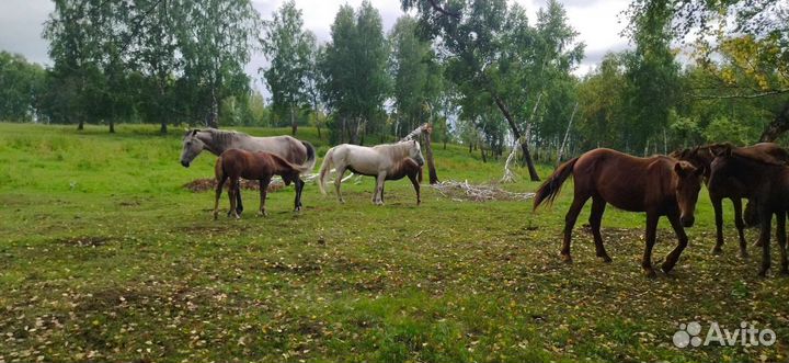 Кобылы с жеребятами