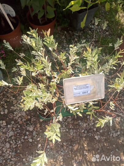 Ива Хакуро Нишики