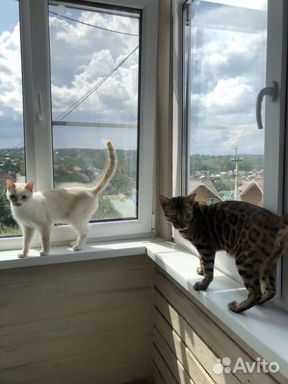 Передержка кошек, котоняня