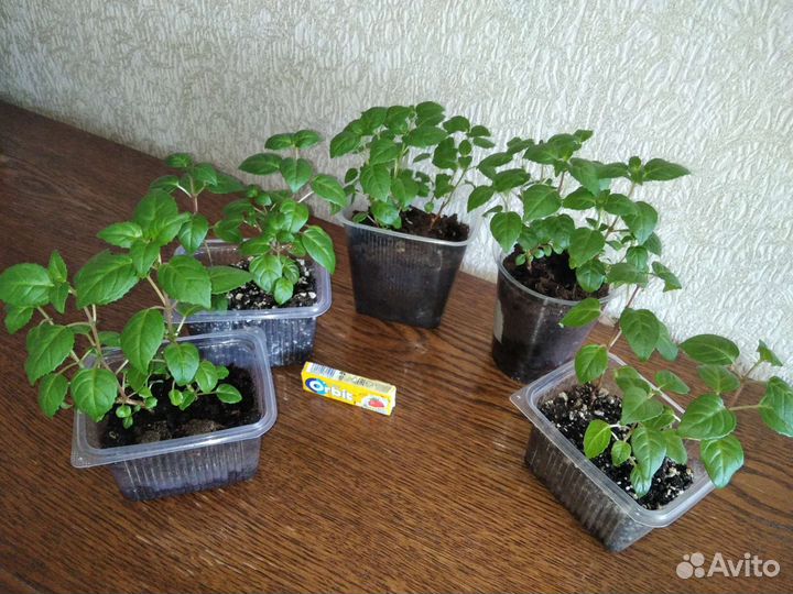 Фуксия, комнатное растение