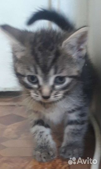 Котенок мальчик