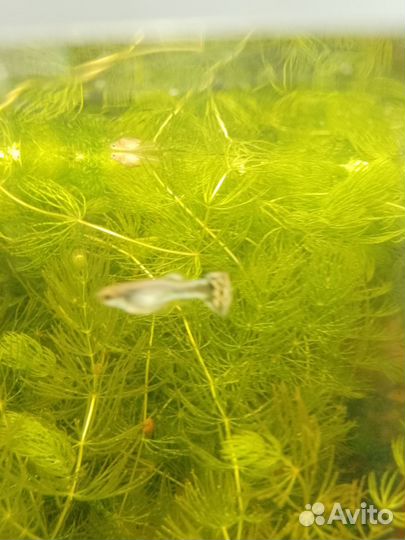 Рыбки гуппи