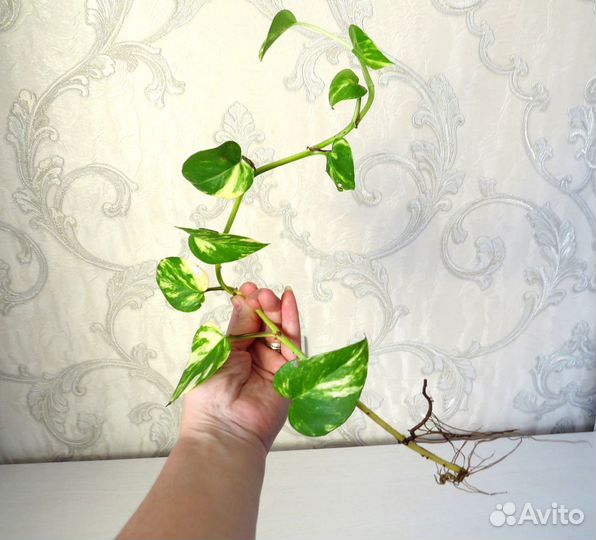 Сциндапсус эпипремнум Epipremnum scindapsus Aureum