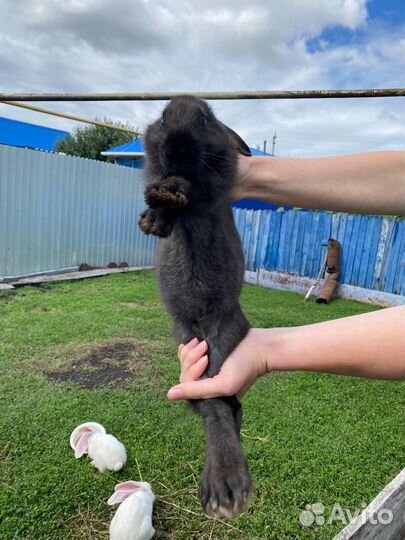 Кролики мясных пород