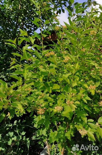 Пузыреплодник калинолистный