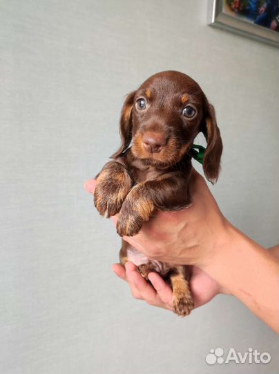 Щенки Таксы миниатюрной жесткошерстной