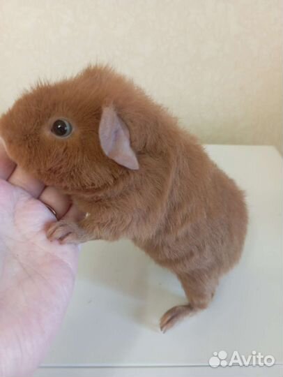 Морская свинка Тэдди мальчик
