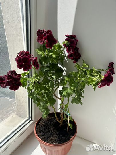 Комнатные цветы