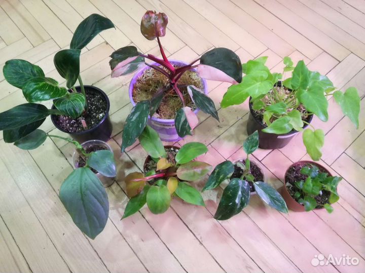 Замиокулькас черный и вариегатный Аглаонемы Алоказ