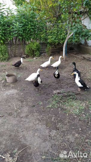 Индийский бегунок