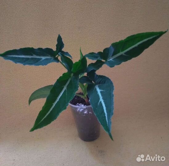 Ароидные растения