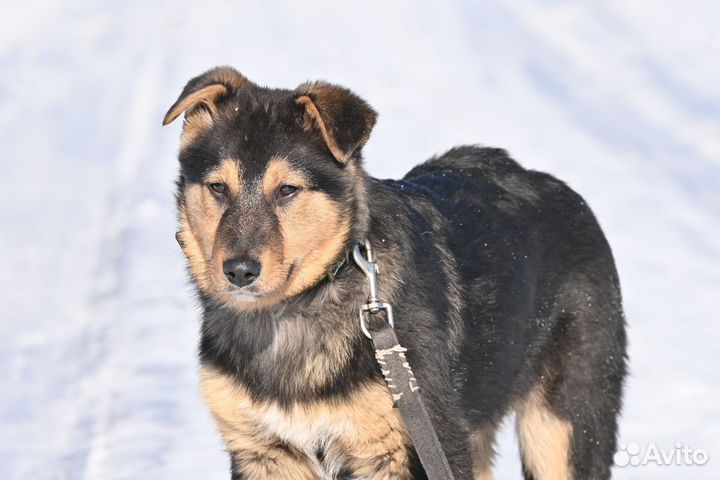 Собака в добрые руки