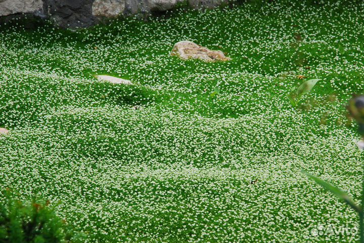 Невероятный Газон - Мшанка - Alena.park