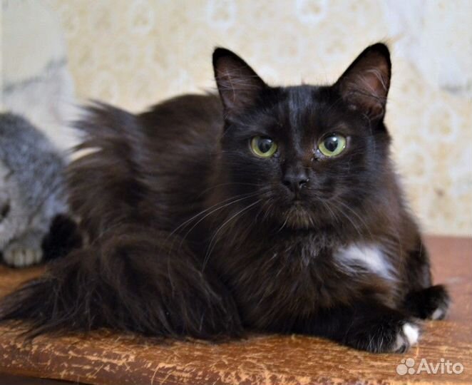 Отдам черных котят подростков. Стерильные