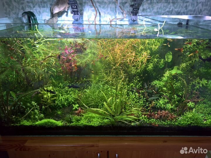 Аквариумные растения