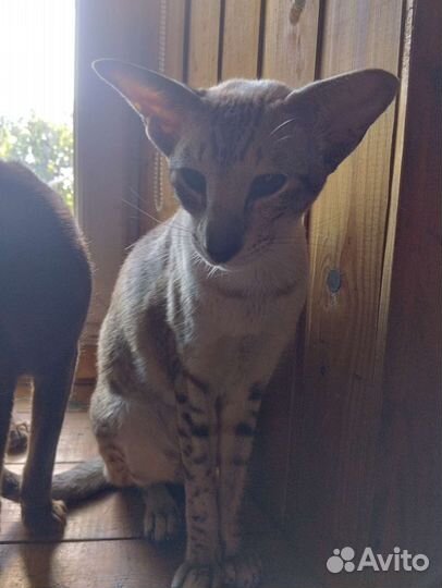 Сиамские кошки бесплатно