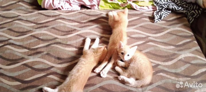 Кошка в дар
