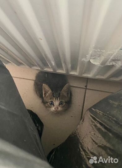 Котята в добрые руки бесплатно