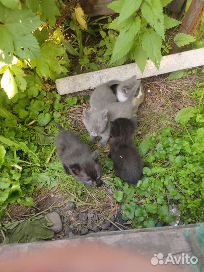 Отдам котят в хорошие руки