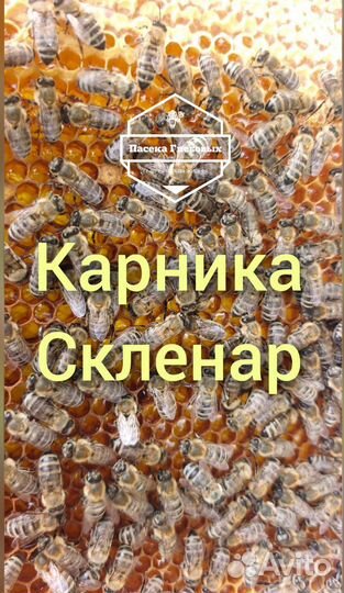 Пчелопакеты «Карника» и «Бакфаст»